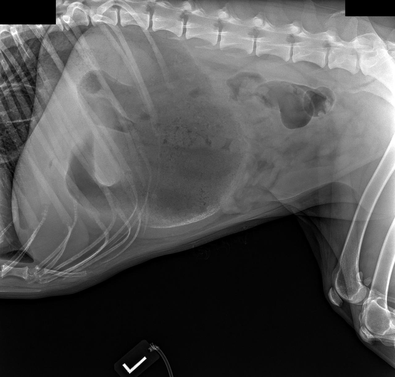 Canine Abdomen — 360 degrees gastric dilatation and volvulus (GDV)