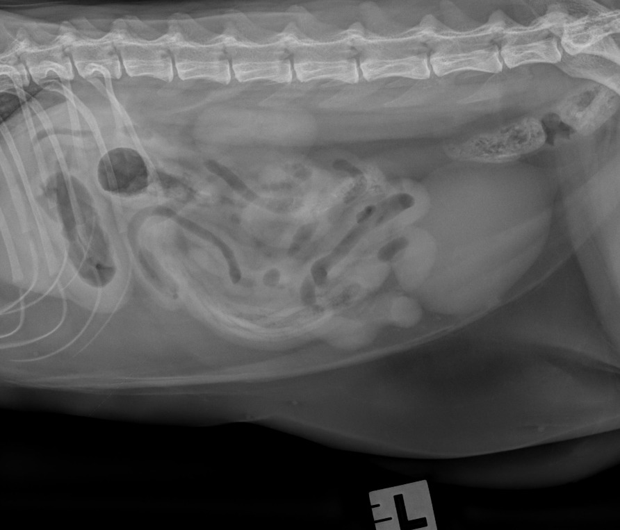Feline Abdomen — Jejunal elastic bands