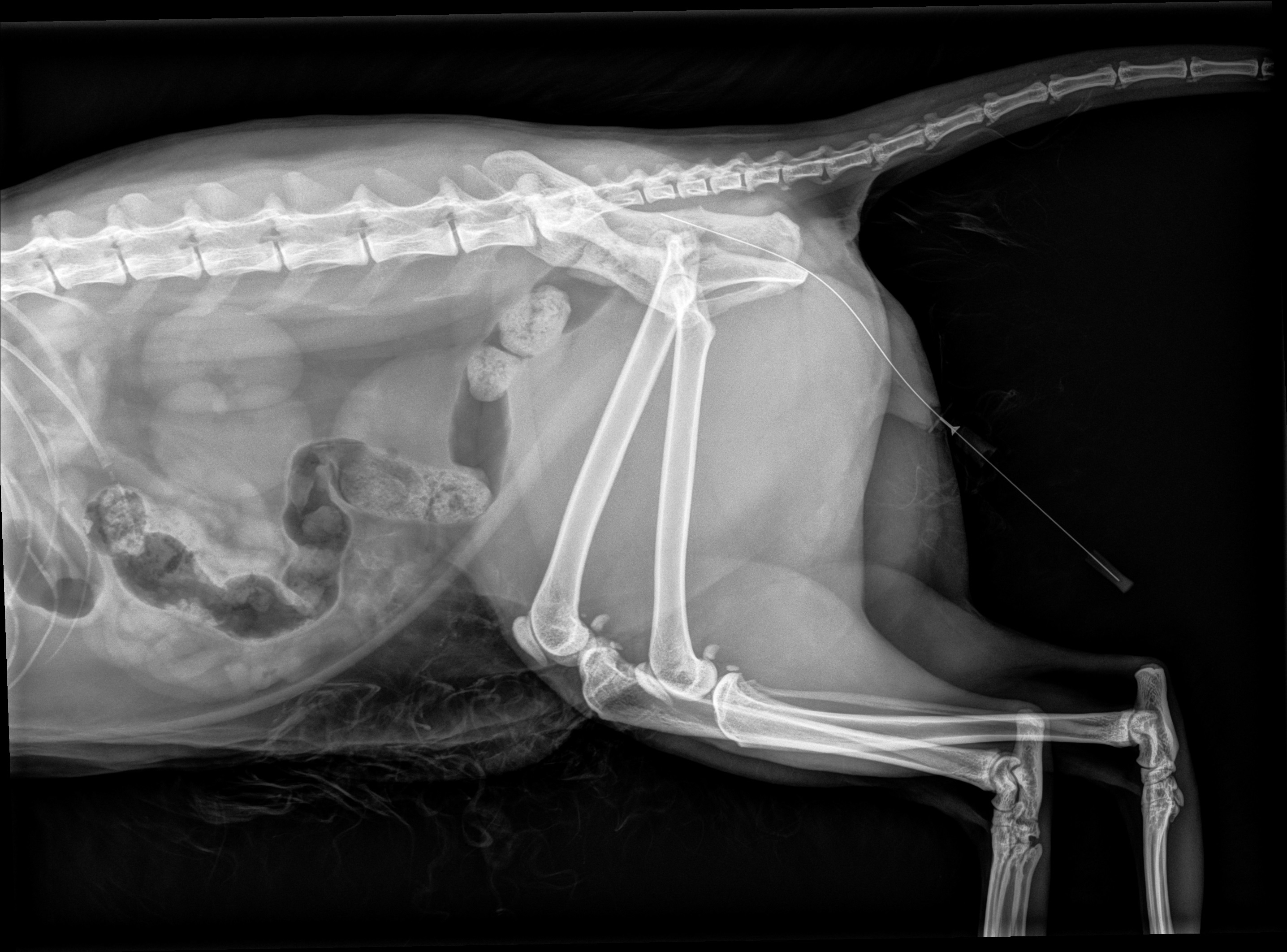 Iatrogenic urethral perforation by urethral catheter stylet — Feline ...