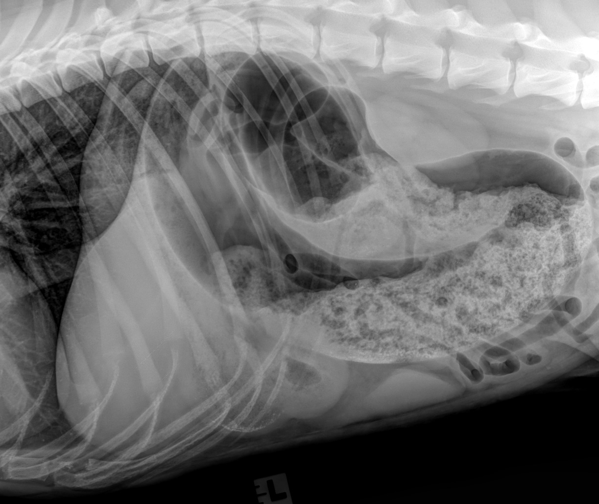 Canine Abdomen — Colonic torsion