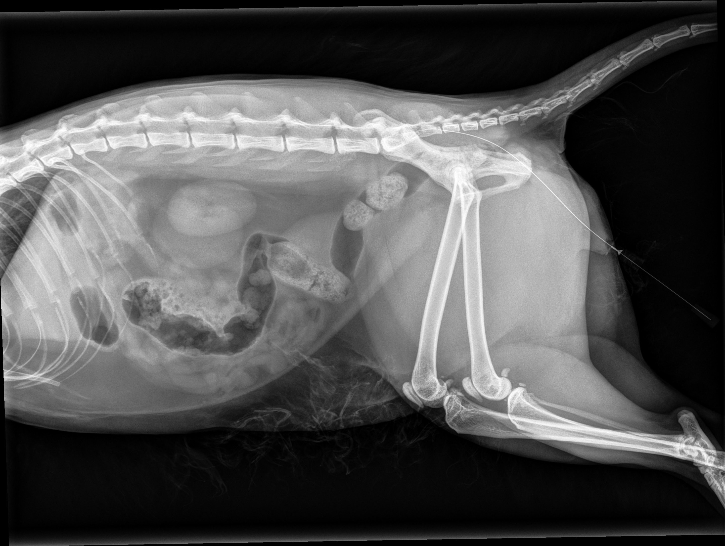 Iatrogenic urethral perforation by urethral catheter stylet — Feline ...