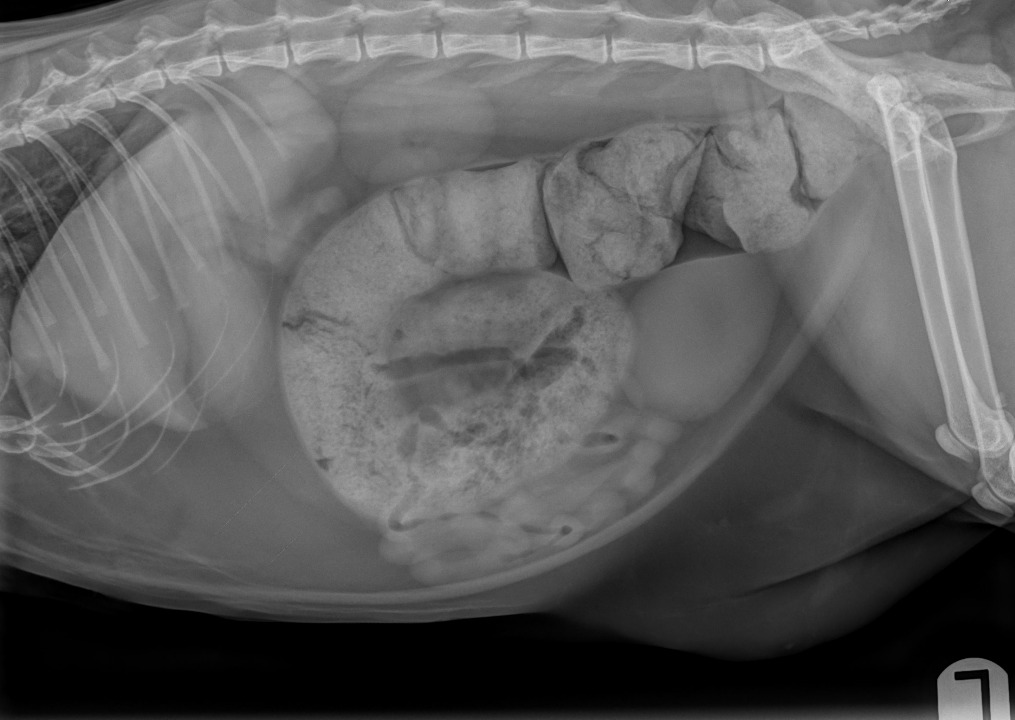 Feline Abdomen — Obstipation due to megacolon