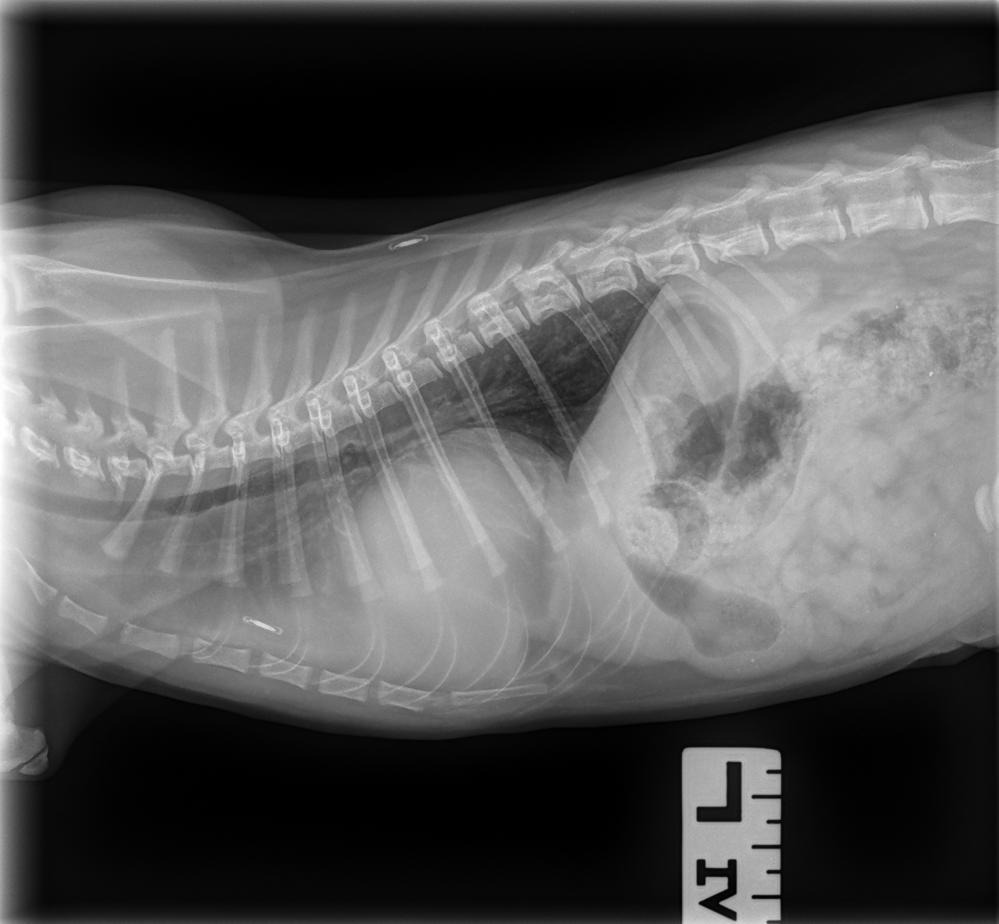 Feline Thorax — Peritoneopericardial diaphragmatic hernia (PPDH)