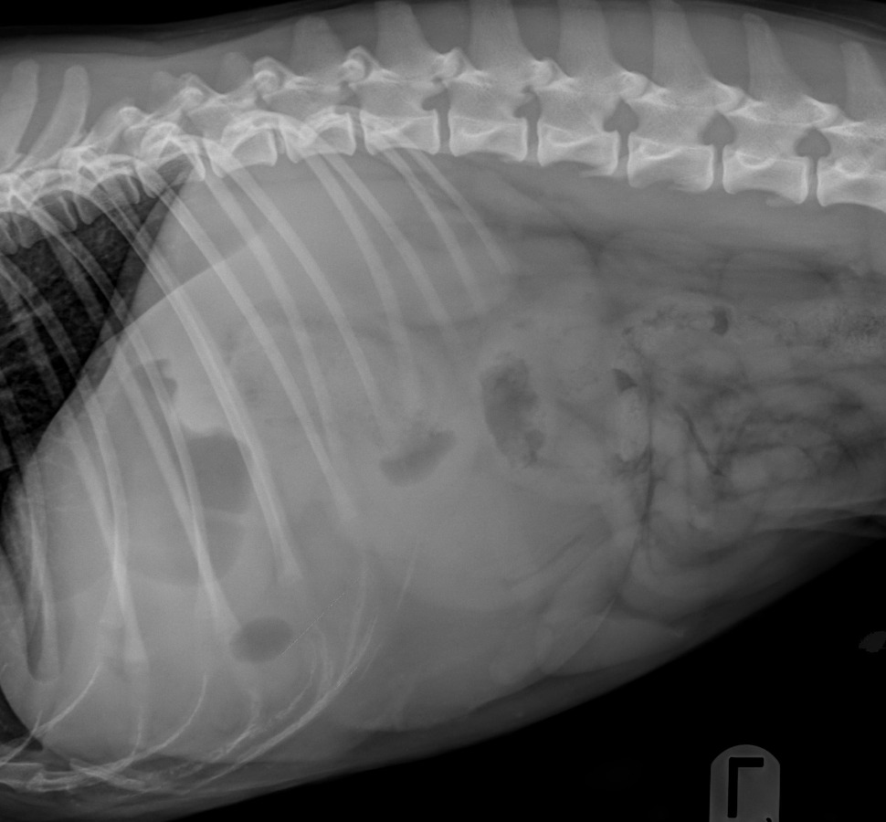 Canine Abdomen — Duodenal foreign body