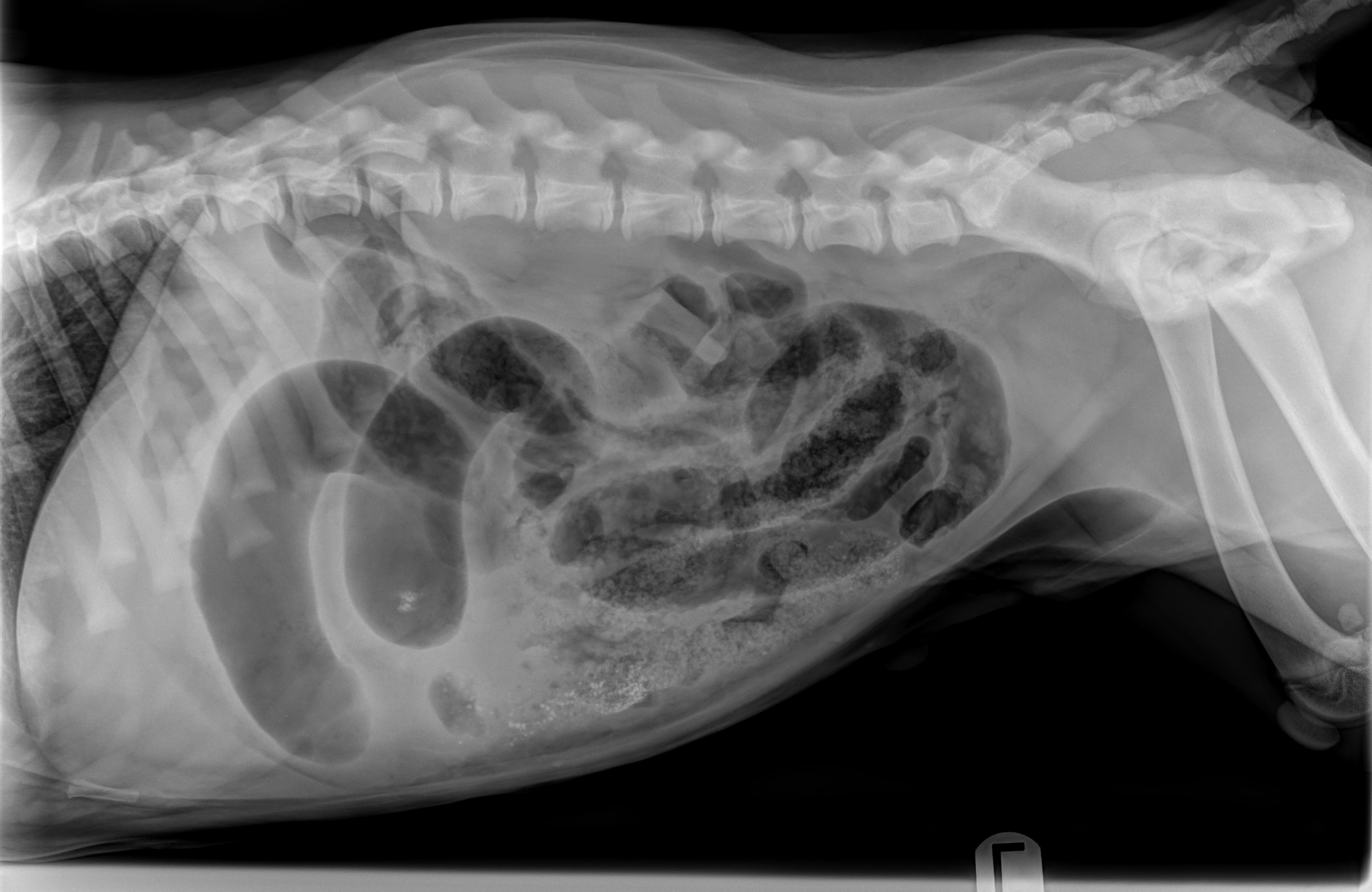 Canine Abdomen — Strangulating jejunal entrapment