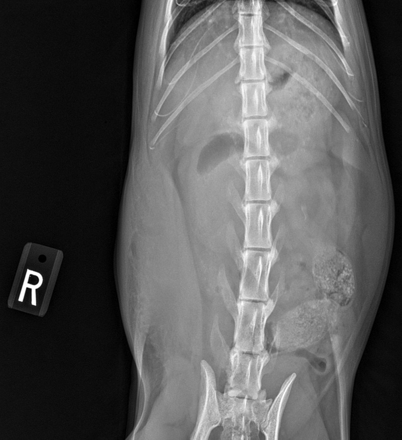 Feline Abdomen — Right abdominal wall abscess with severe cellulitis