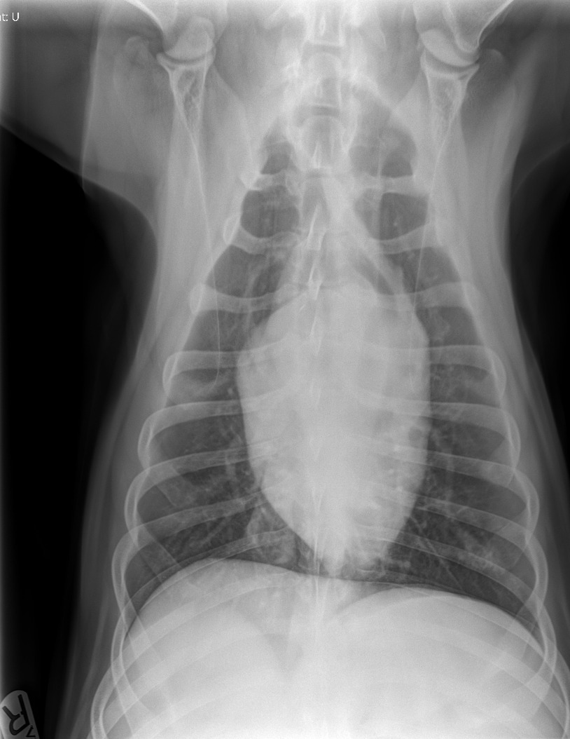 Canine Thorax — Gastric dilatation and volvulus (GDV)