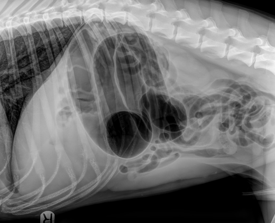 Canine Abdomen — Colonic torsion