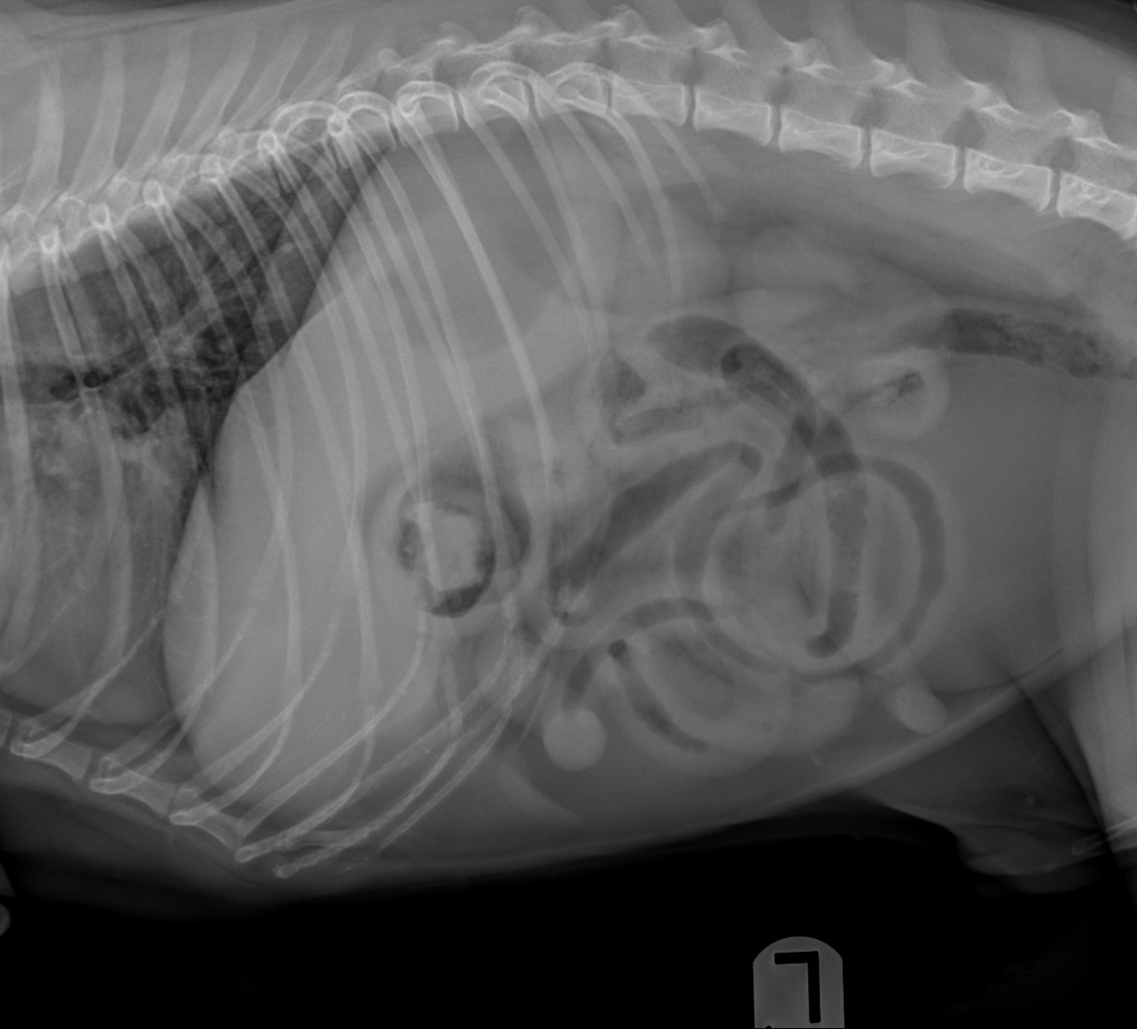 Canine Abdomen — Pyloroduodenal foreign body causing a pyloric outflow obstruction