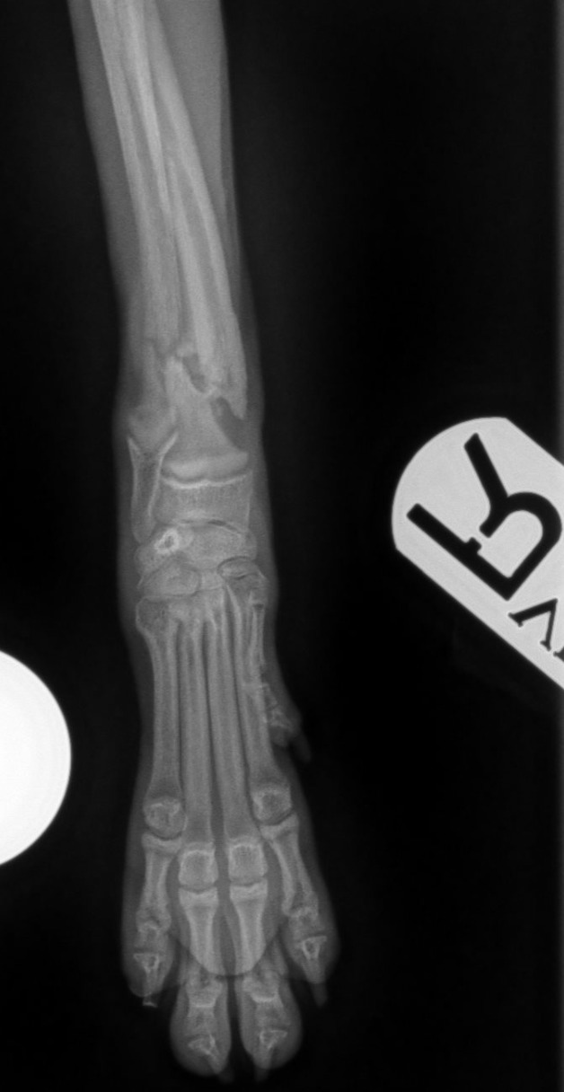 Canine Forelimb — Chronic fracture of the radius and ulna