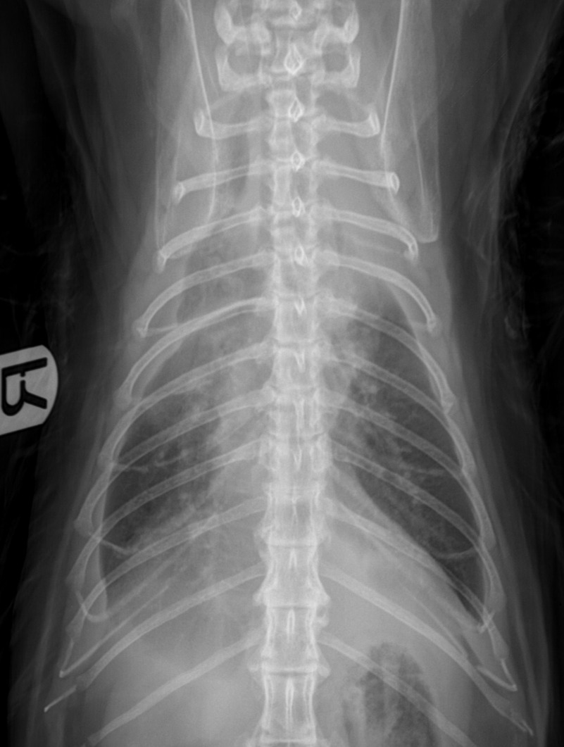 Feline Thorax — Pleural effusion (pyothorax)