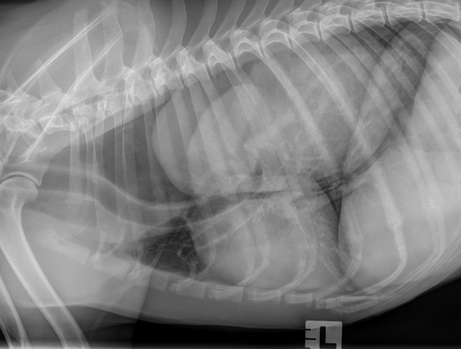 Canine Thorax — Gastroesophageal intussusception