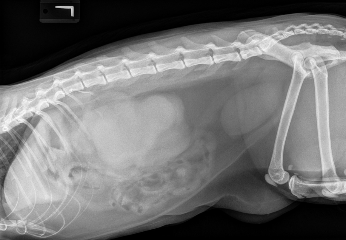 Feline Abdomen — Renal lymphoma